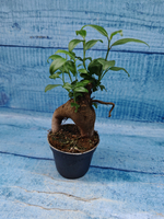 Ficus Microcarpa (Фикус Микрокарпа)