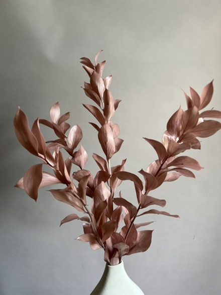 Рускус садовый стабилизированный нюдовый