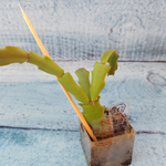 Schlumbergera Thor Wild Cactus White (Декабрист)