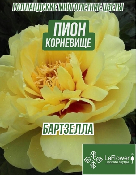 Пион Корневище, Бартзелла, 1шт