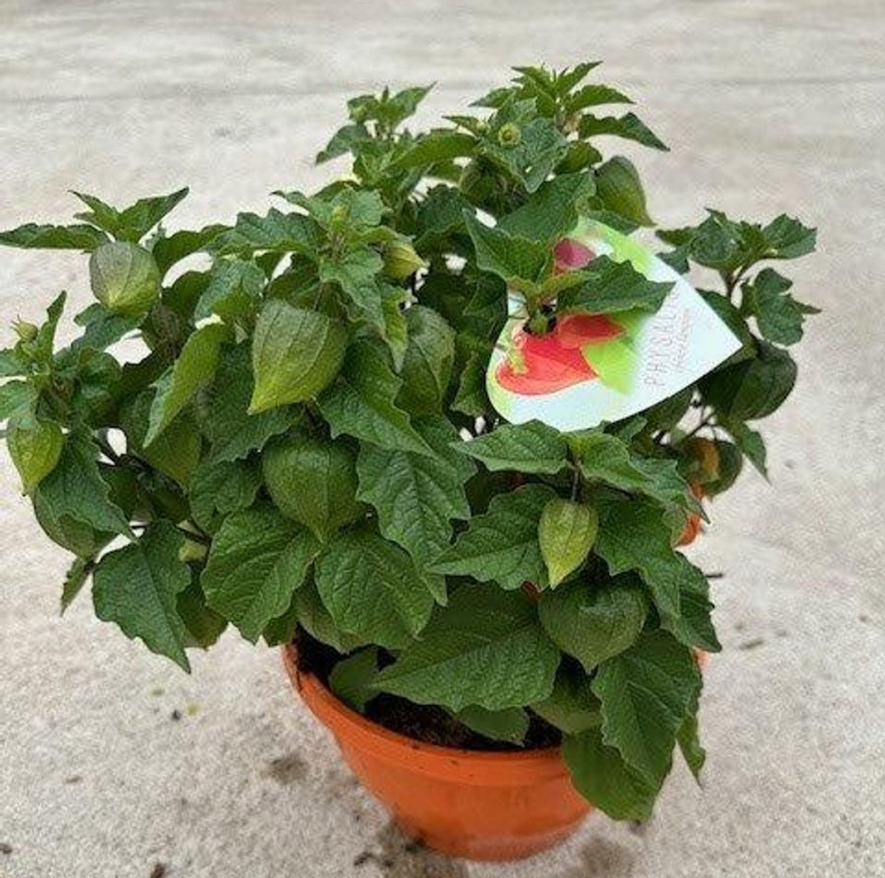 Физалис "Alkekengi Franchetii"