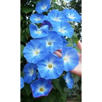Семена Цветы Ипомея Утренняя Песня 12шт (УД) Е/П