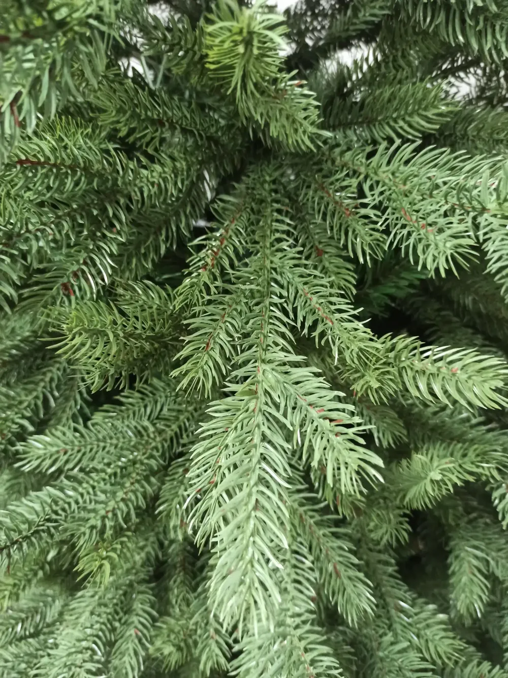 Ель узкая «Графская стройная» (Литая+пвх) от 1,5 м до 2,7 м