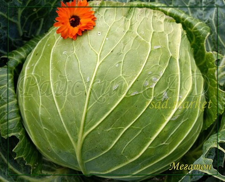 Капуста белокочанная Мегатон F1 (Bejo / Бейо) 10 шт.