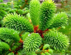 Набор эфирных масел. Иланг-Иланг, Герань, Лаванда, Пачули. 4 шт. по 10 мл.