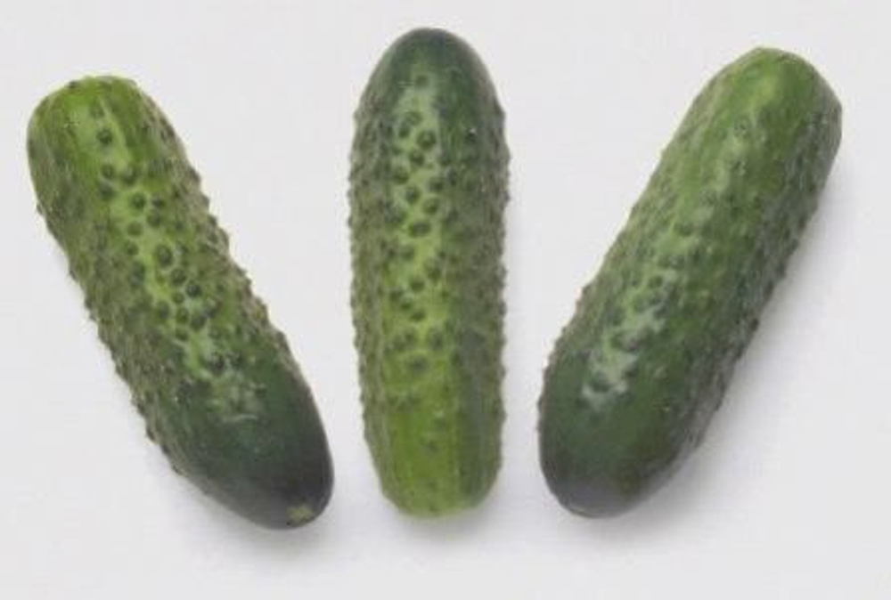 Огурец Караоке F1 7шт ВитаГрин ЭКСТРА