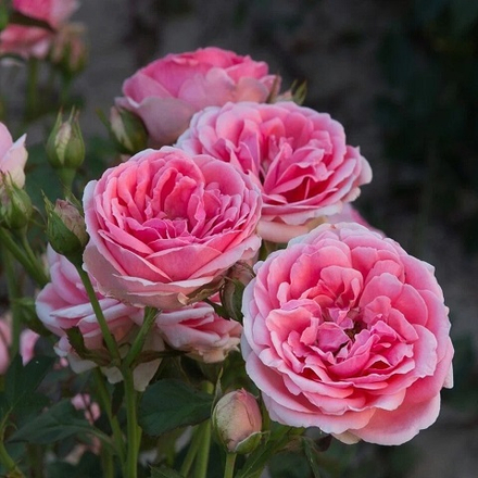 Роза Флорибунда Kimono