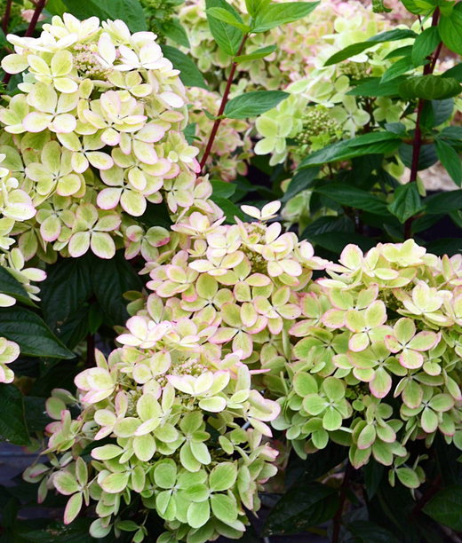 Гортензия метельчатая Пастелгрин (2/3 ветки) Закупка М59 апрель 2026