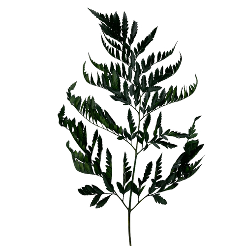 Папоротник зелёный "Rose"