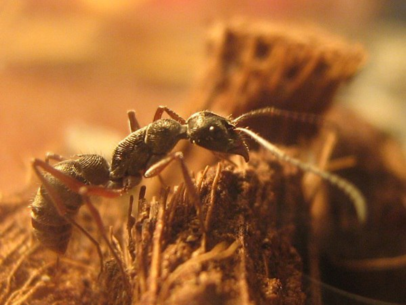 Diacamma rugosum