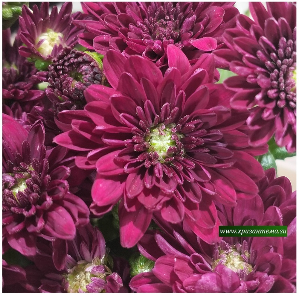 Хризантема мультифлора Meridian Purple м. 190 (временно нет в наличии)