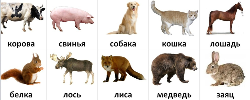 Картинки животных заяц волк лиса медведь Карточки PECS "Животные" - купить по выгодной цене Магазин для людей с аутизмом 