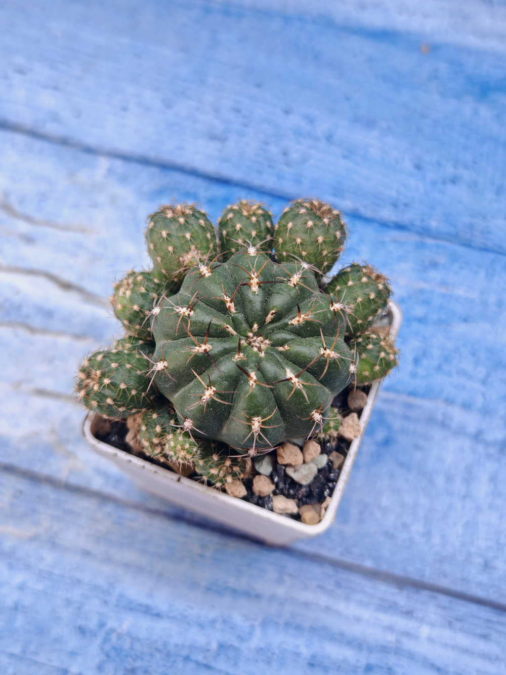 Matucana Polzii (Матукана)