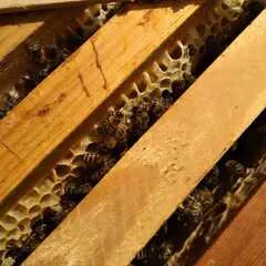 Мед Цветочный / 1,2 кг