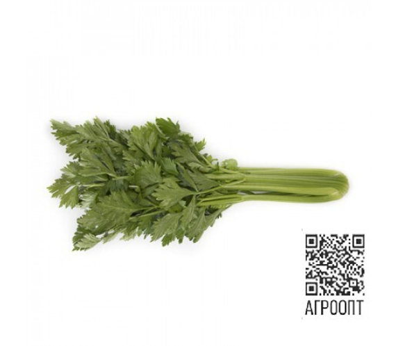 Теджал F1 семена сельдерея (Rijk Zwaan / Райк Цваан) продукт – фото 5