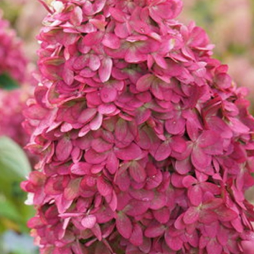 Лаймлайт Прайм «Limelight Prim» С3