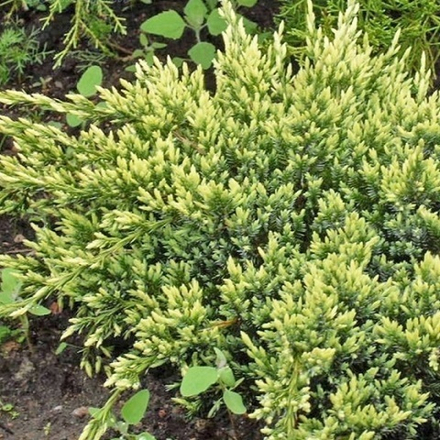 Можжевельник чешуйчатый Дрим Джой