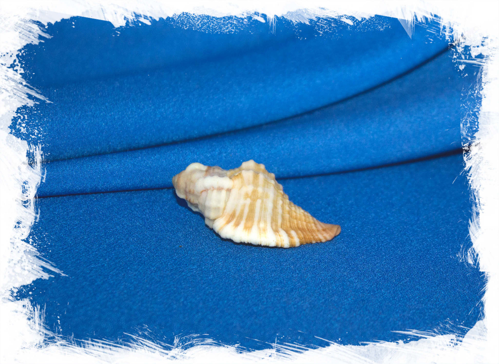 Моноплекс тригонус (Monoplex trigonus)