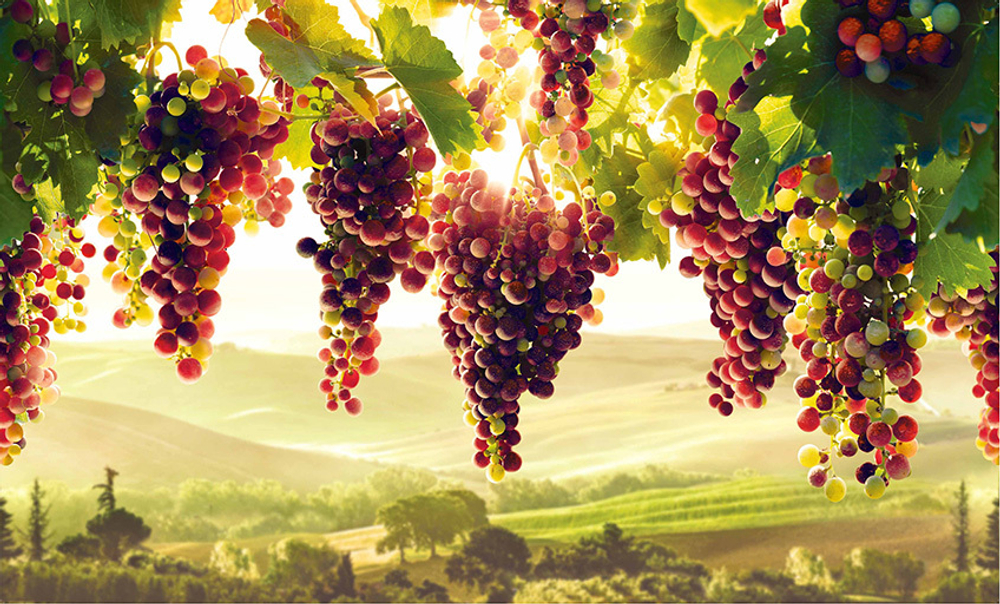 ФАРТУК-ПАННО ПВХ GRACE ВИНОГРАДНИК