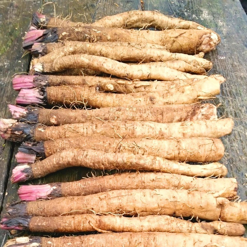 Сортовой Корнеплодный Японский Лопух Такиногава Гобо - 滝野川ゴボ