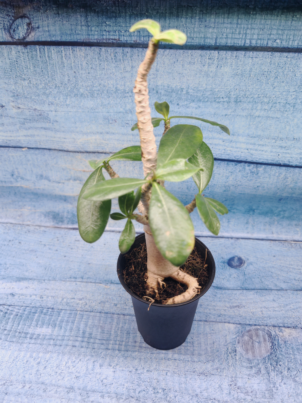 Adenium Baobab (Адениум)