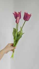 Тюльпаны лилиецветные / Арт 2526