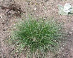 Сеслерия голубая (Sesleria caerulea)