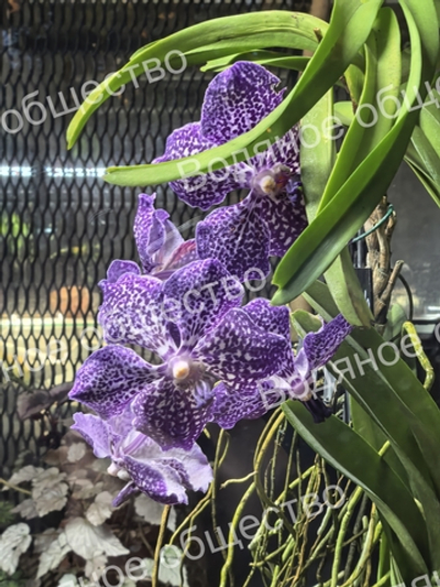 Орхидея рода Ванда (Vanda) 4.