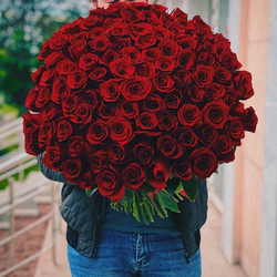 Красные розы Эквадор 50см