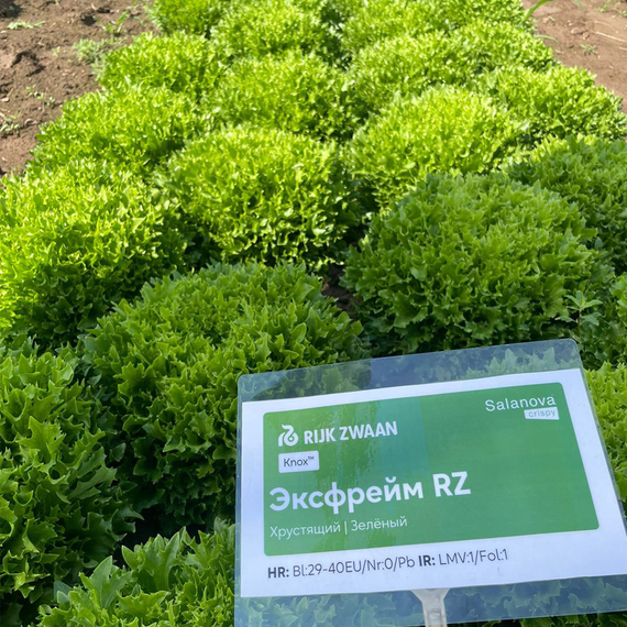 Эксфрейм_семена_салата_саланова_Rijk_Zwaan_купить_салат – фото 3