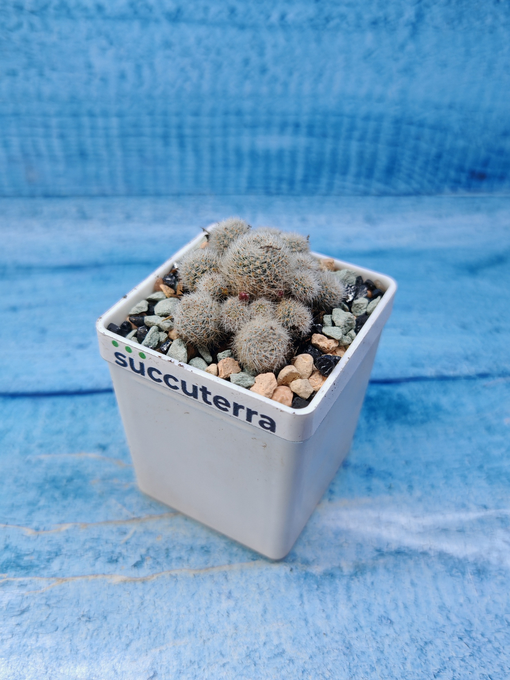 Rebutia Elyosa (Ребуция)