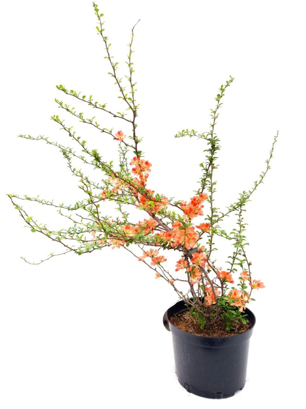 Хеномелис (айва декоративная)