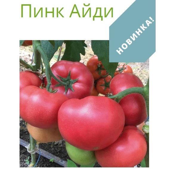 Пинк Айди F1 семена томата индетерминантного (Seminis / Семинис) – фото 3
