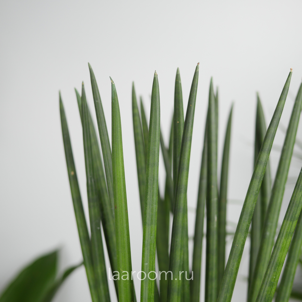 Сансевиерия Цилиндрика Рокет 17/70