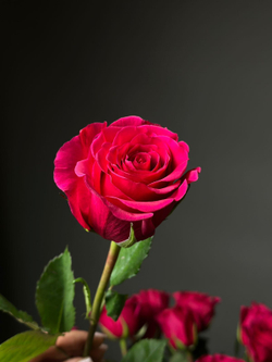 Розы сорт «QUEEN BERRY» (Эквадор)