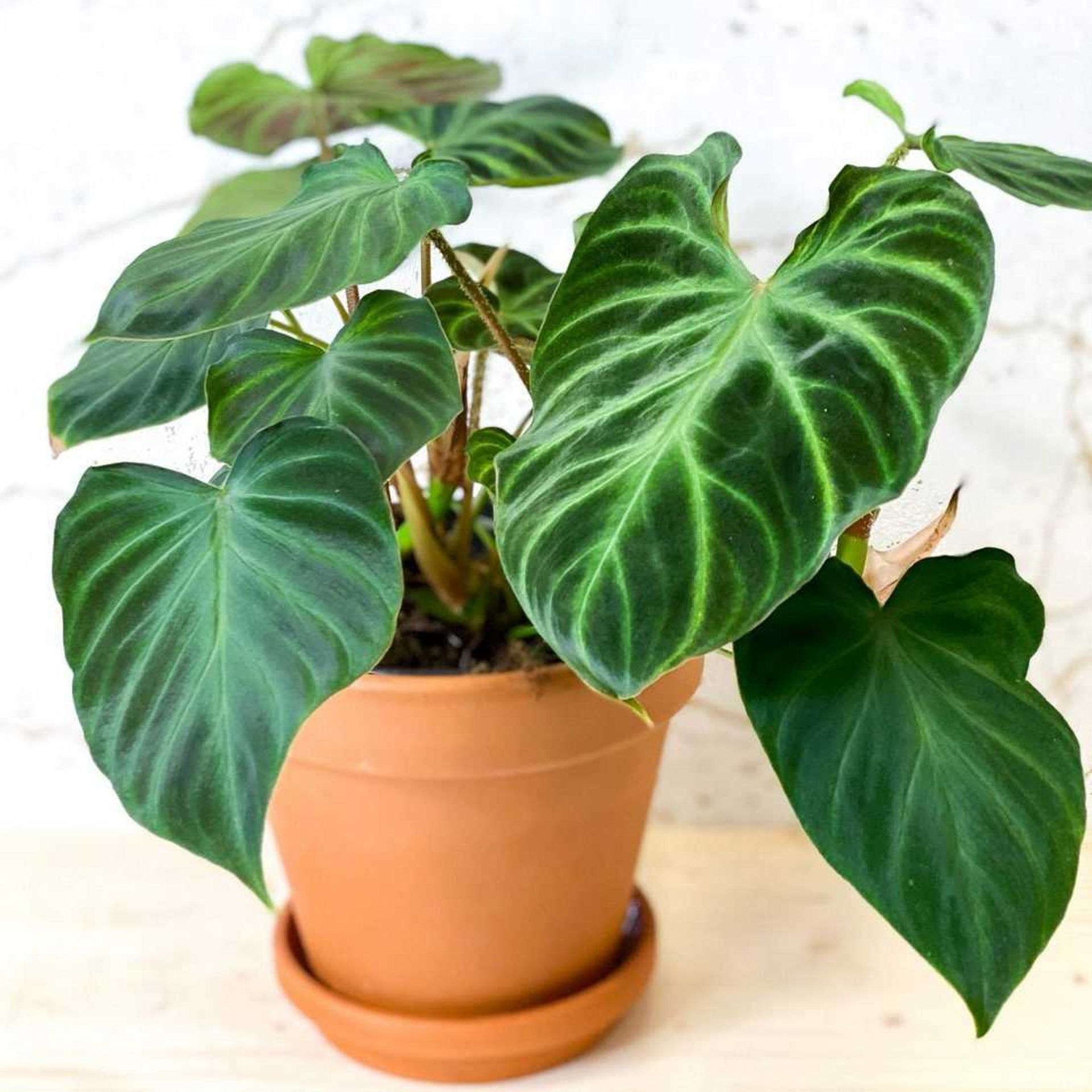 Philodendron verrucosum/Филодендрон веррукозум