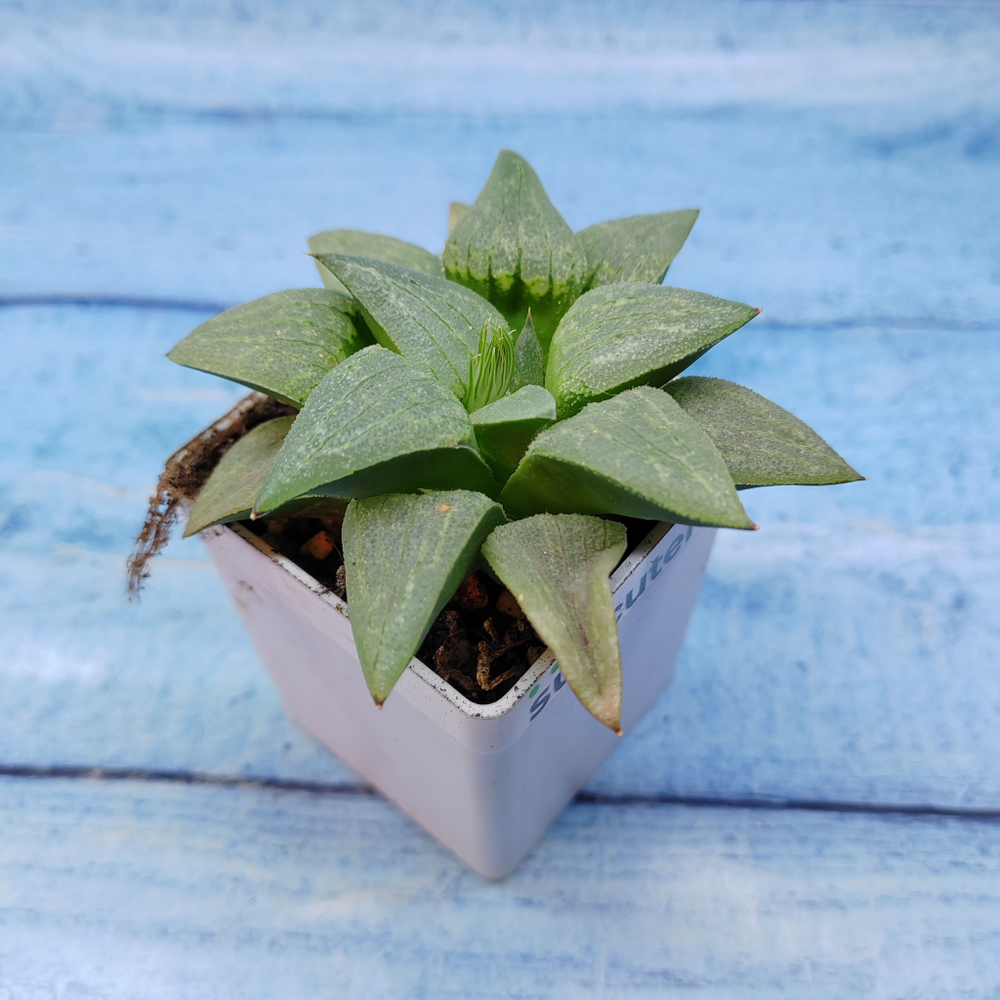 Haworthia Comptoniana Hybride hybrid (Хавортия)