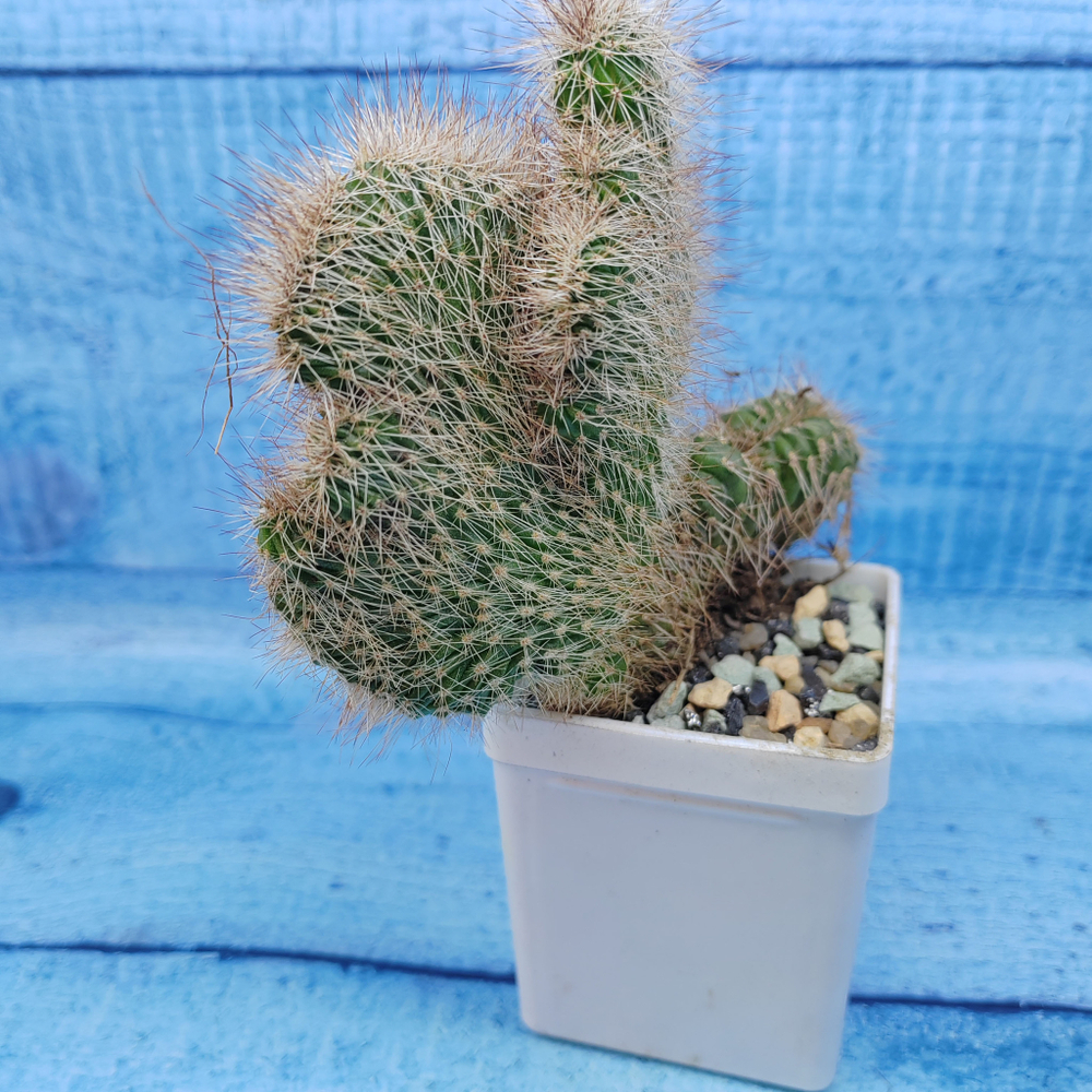 Nyctocereus Serpentinus cristata (Никтоцереус)