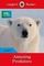 Ladybird Readers Level 6 BBC Earth Amazing Predators