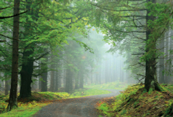 Коллекция Лес