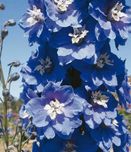 Дельфиниум Меджик Фонтейн Мид Блу вайт би рассада конец апреля 26