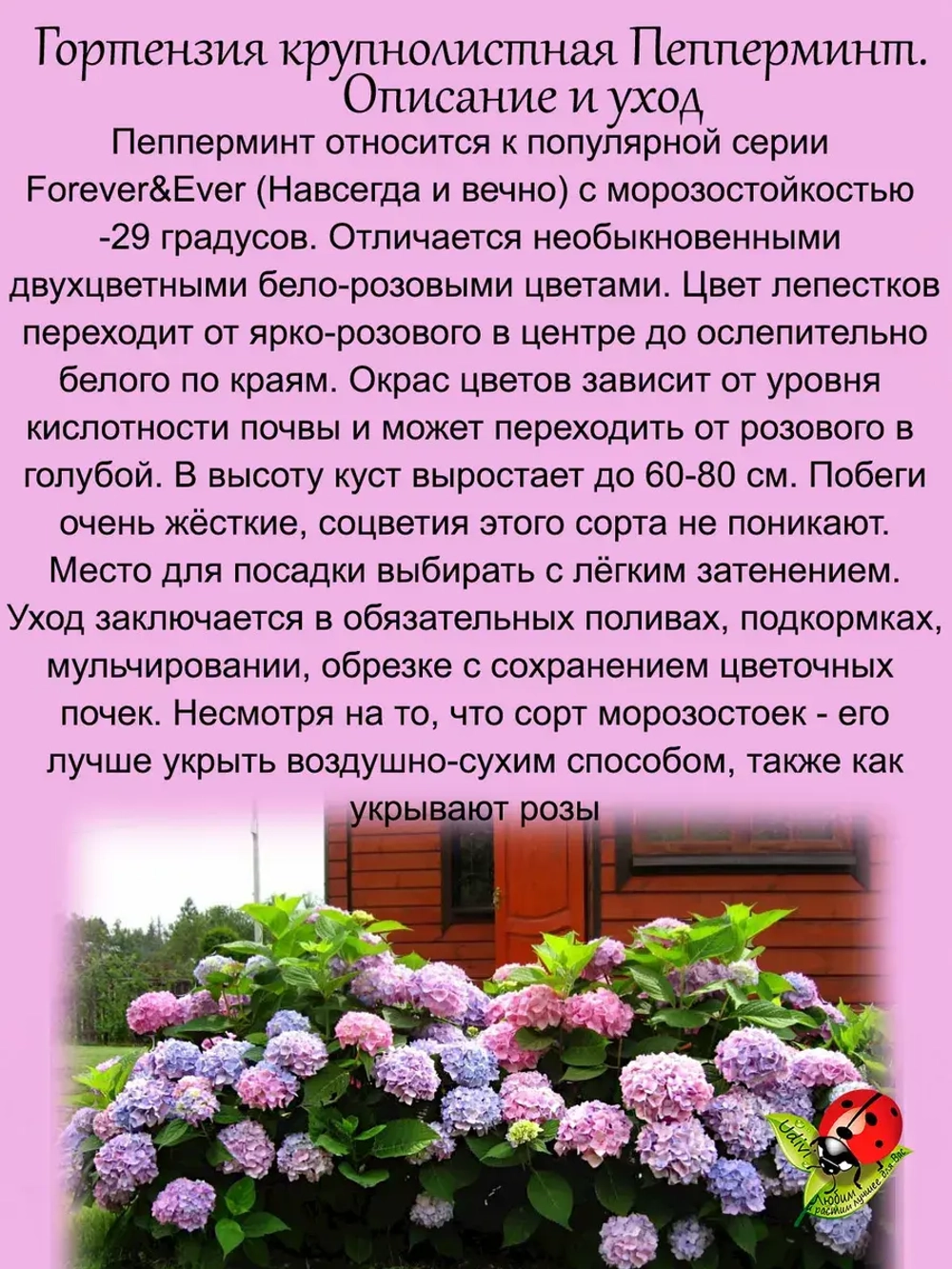 Гортензия Пепперминт двухцветная крупнолистовая