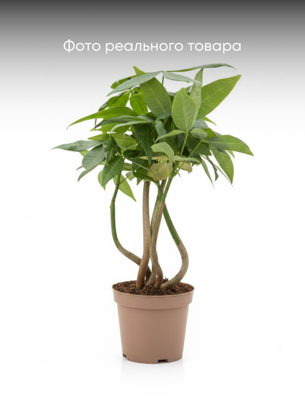 Пахира отогнутая д.9