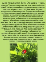 Джинура Листья Бога Лекарство от 100 болезней