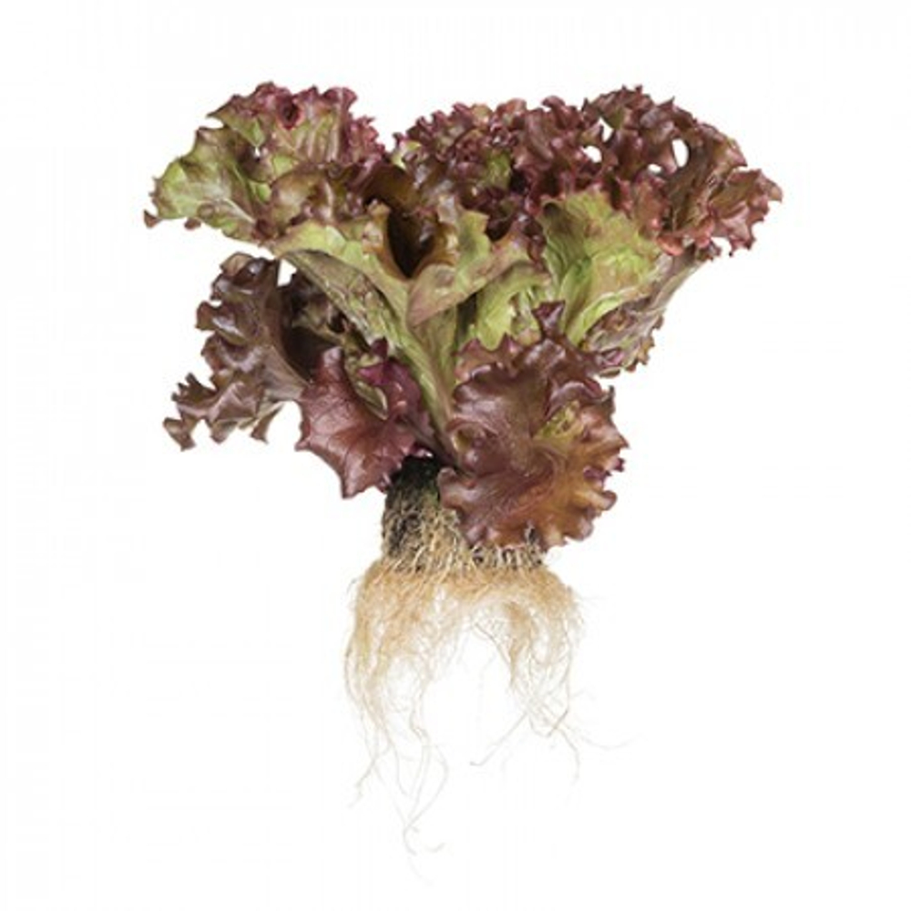 Салат Орбитал 10шт ВитаГрин ЭКСТРА