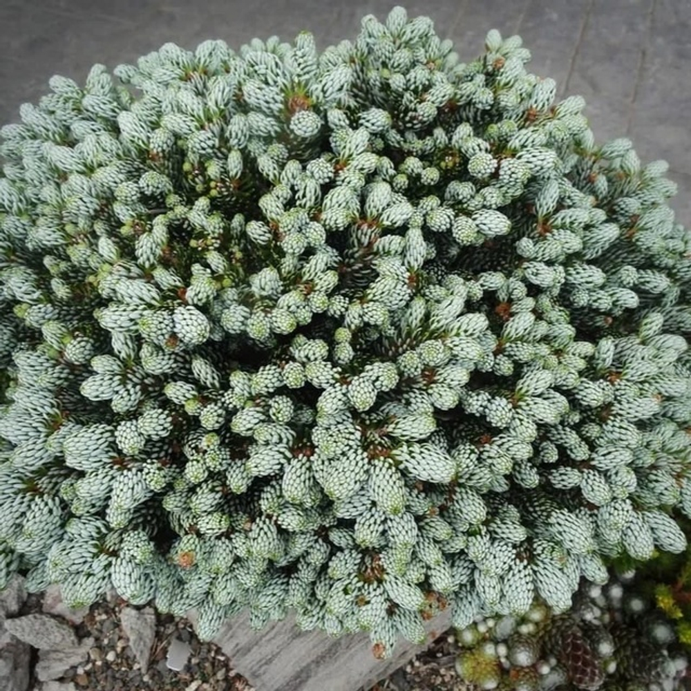 Пихта корейская Когоутс Айсбрекер С2 20-30