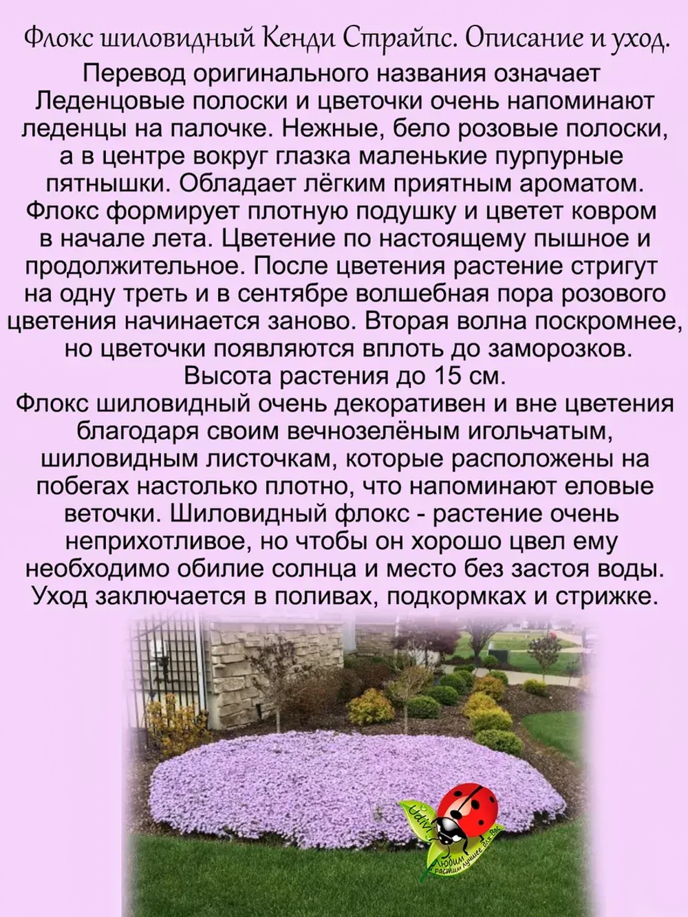 Флокс шиловидный Канди Страйп многолетний