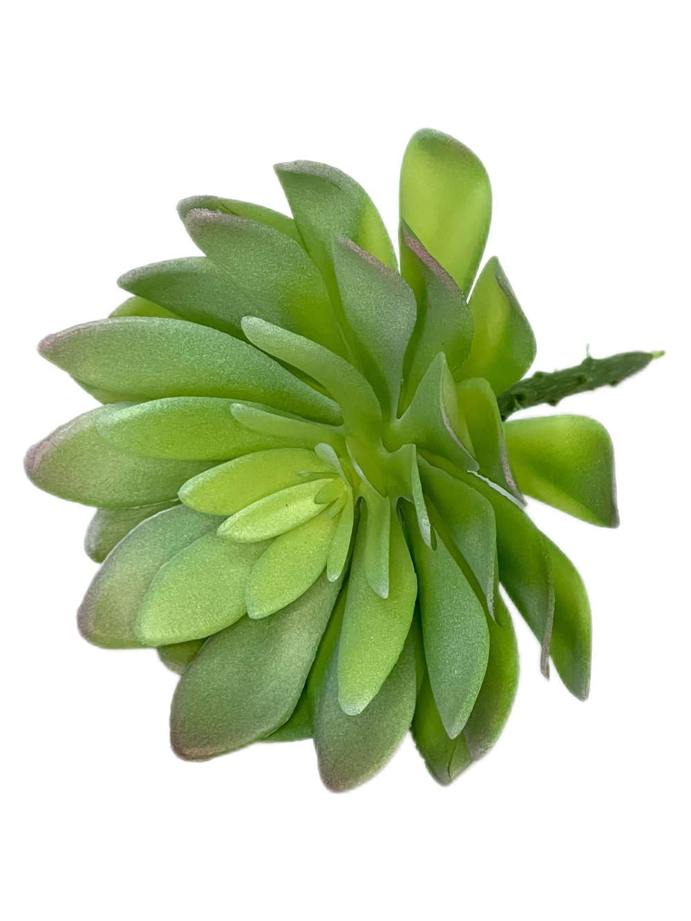 Суккулент 112 сизый