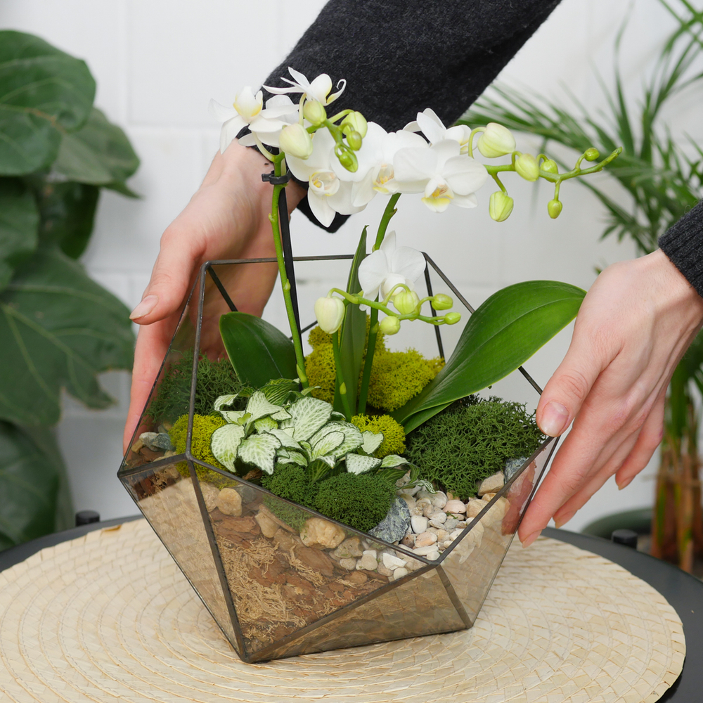 Готовый флорариум с белой орхидеей Икос