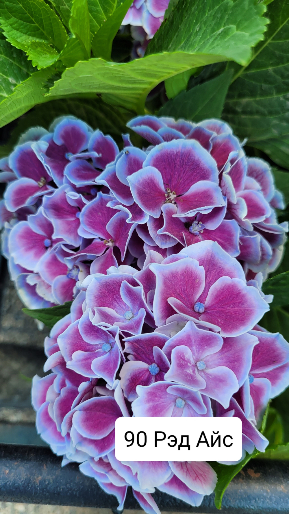 Red Ace/Ред Айс (двухцветный)